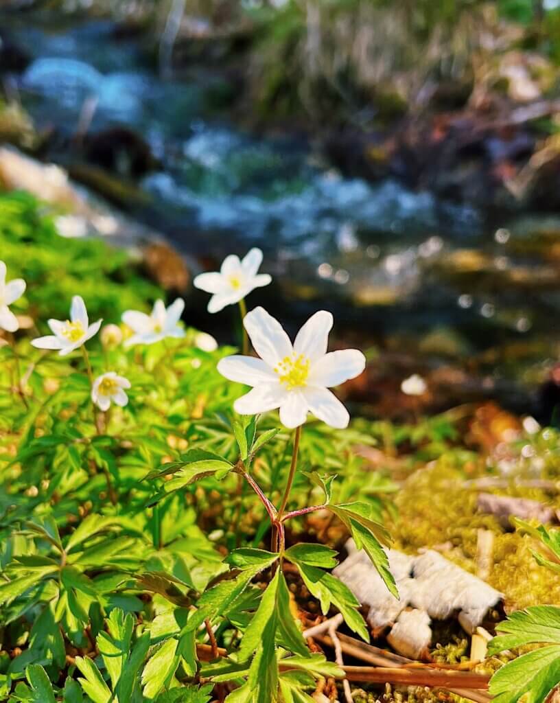 MAcroshot of Kvitveis - a local spring flower in Sauda, Norway.